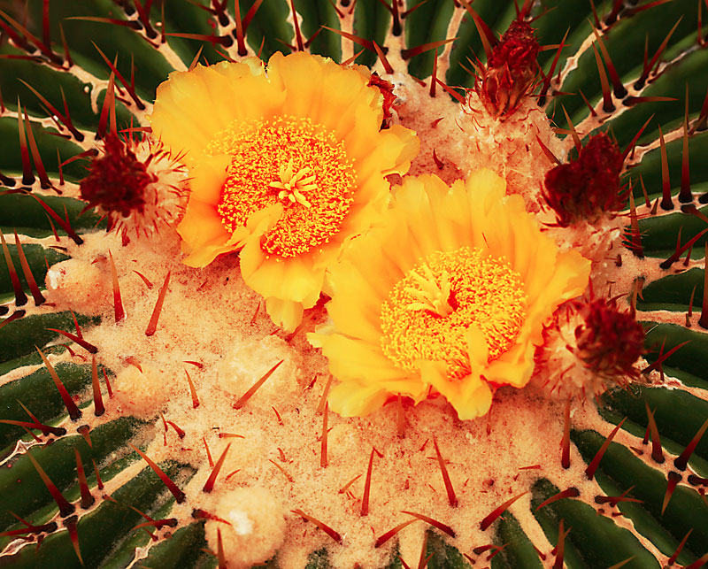 Echinocactus ingens